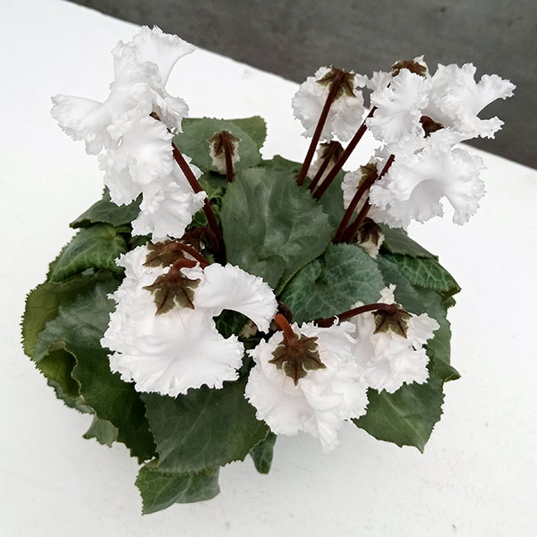 シクラメン（ミニ）：白銀の世界（ふわもこ系・ホワイト）3号ポット