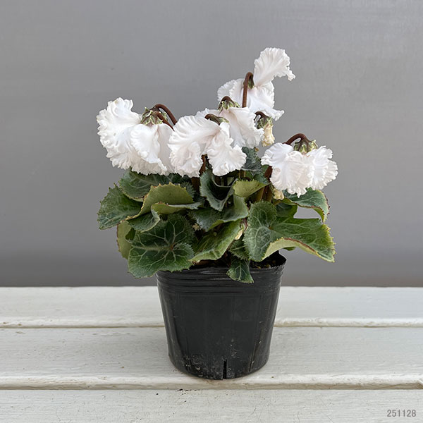 シクラメン（ミニ）：白銀の世界（ふわもこ系・ホワイト）3号ポット