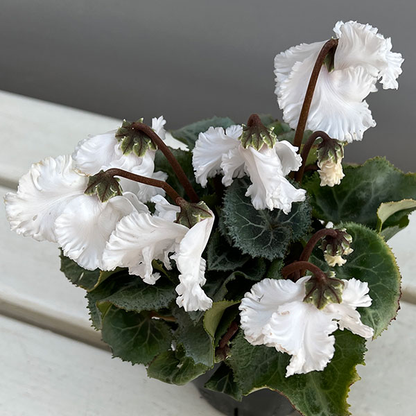 シクラメン（ミニ）：白銀の世界（ふわもこ系・ホワイト）3号ポット