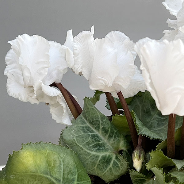 シクラメン（ミニ）：白銀の世界（ふわもこ系・ホワイト）3号ポット