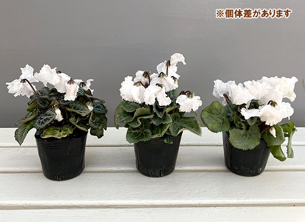 シクラメン（ミニ）：白銀の世界（ふわもこ系・ホワイト）3号ポット