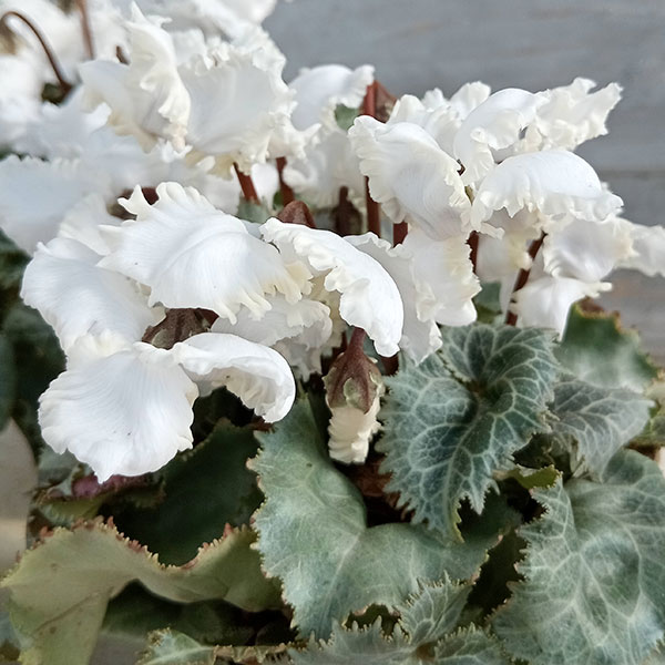 シクラメン（ミニ）：白銀の世界（ふわもこ系・ホワイト）3号ポット