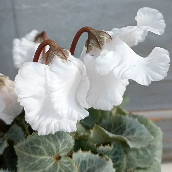 シクラメン（ミニ）：白銀の世界（ふわもこ系・ホワイト）3号ポット