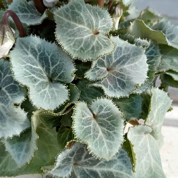 シクラメン（ミニ）：白銀の世界（ふわもこ系・ホワイト）3号ポット