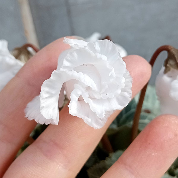シクラメン（ミニ）：白銀の世界（ふわもこ系・ホワイト）3号ポット