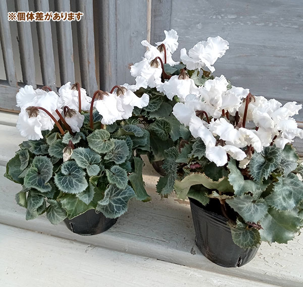 シクラメン（ミニ）：白銀の世界（ふわもこ系・ホワイト）3号ポット