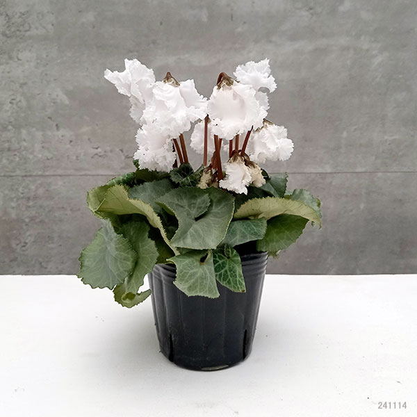 シクラメン（ミニ）：白銀の世界（ふわもこ系・ホワイト）3号ポット