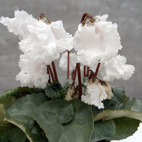 シクラメン（ミニ）：白銀の世界（ふわもこ系・ホワイト）3号ポット