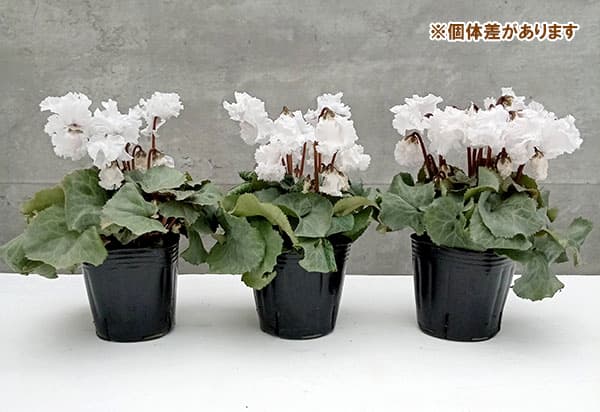 シクラメン（ミニ）：白銀の世界（ふわもこ系・ホワイト）3号ポット