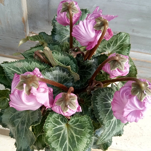 園芸ネット本店｜シクラメン（ミニ）：モカジュエリーシリーズ