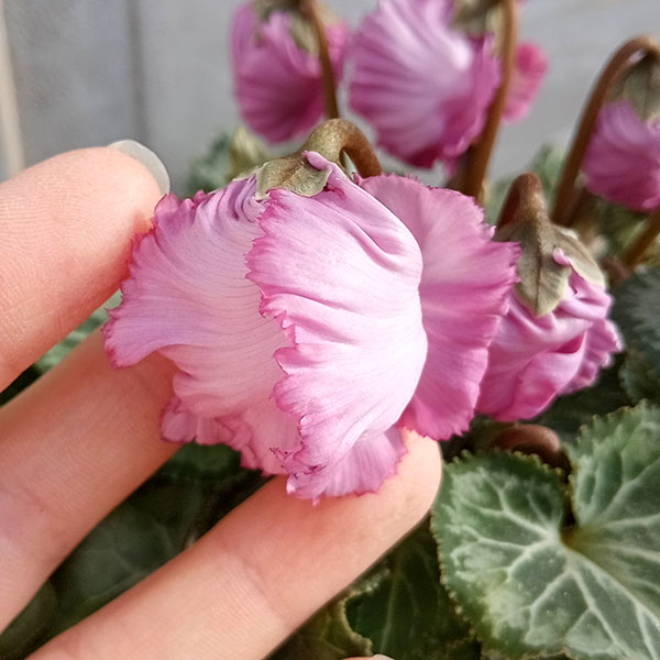 園芸ネット本店｜シクラメン（ミニ）：モカジュエリーシリーズ