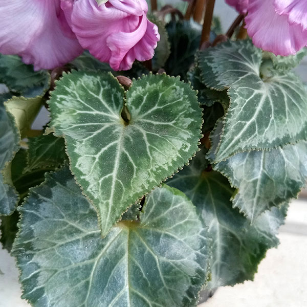 園芸ネット本店｜シクラメン（ミニ）：モカジュエリーシリーズ