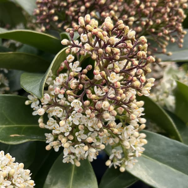 スキミア:フレグラントクラウド 3.5号鉢植え