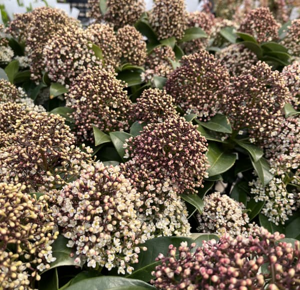 スキミア:フレグラントクラウド 3.5号鉢植え