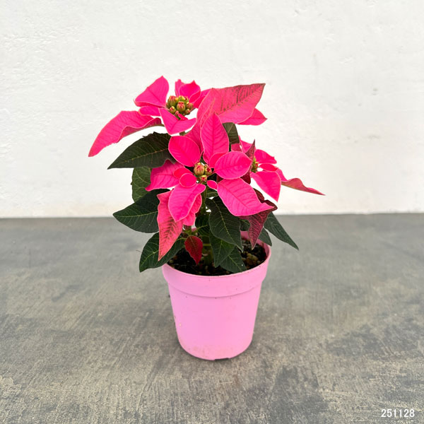 ポインセチア:ピンク系3号ポット