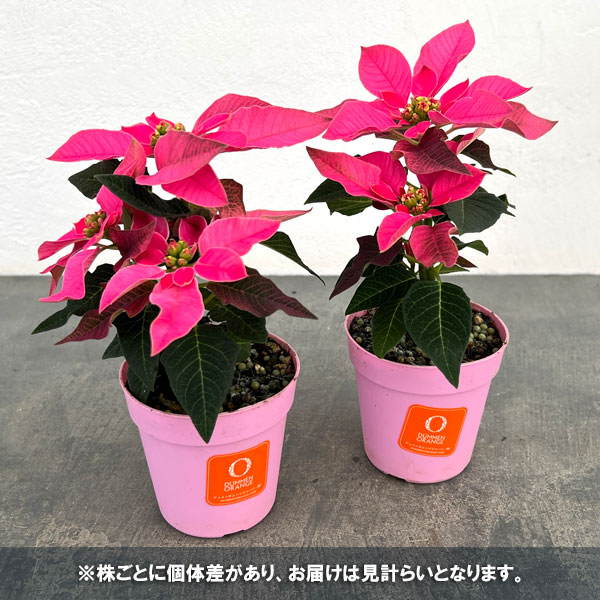 ポインセチア:ピンク系3号ポット