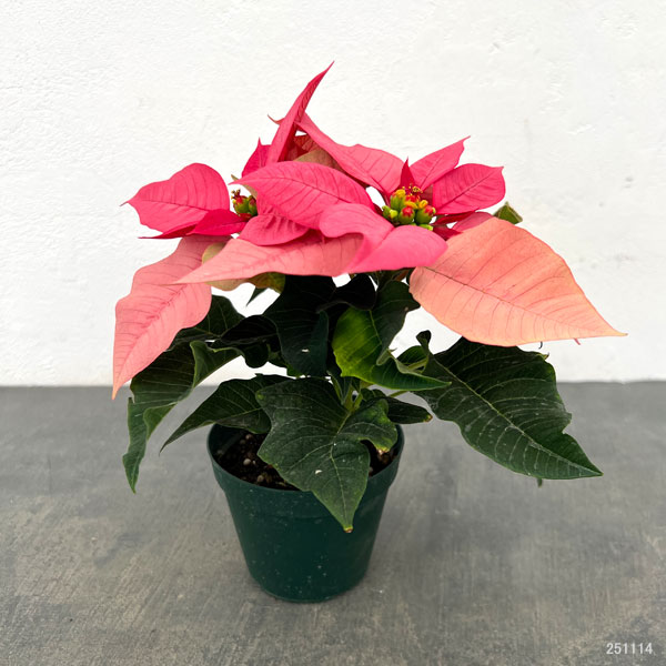 ポインセチア:ピンク系3号ポット
