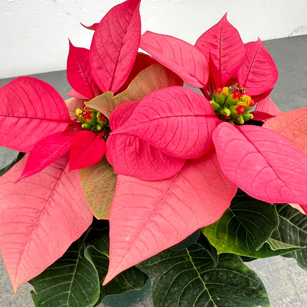 ポインセチア:ピンク系3号ポット