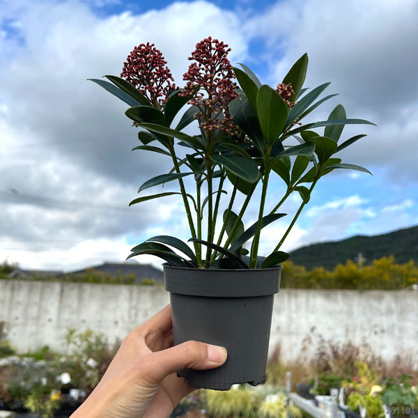 スキミア：ルベラ3.5号鉢植え