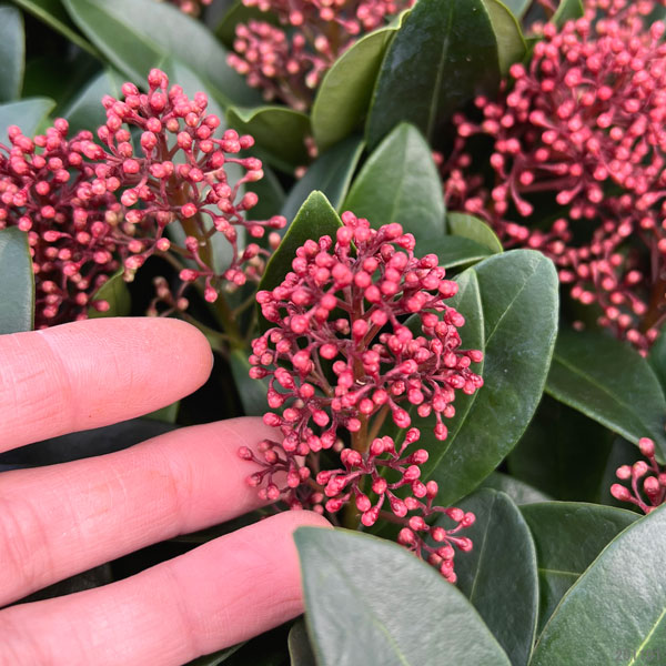 スキミア：ルベラ3.5号鉢植え