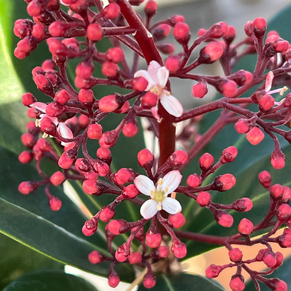 スキミア：ルベラ3.5号鉢植え