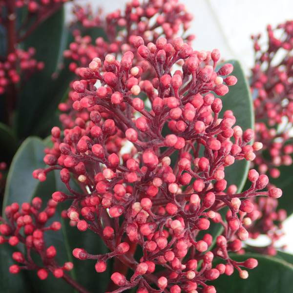 スキミア：ルベラ3.5号鉢植え