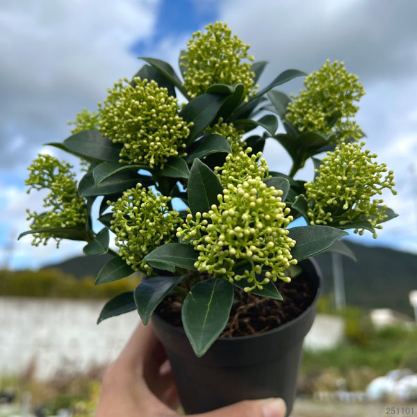 スキミア：ホワイトドワーフ3.5号鉢植え