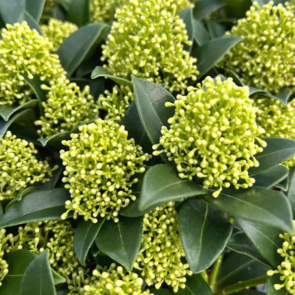 スキミア：ホワイトドワーフ3.5号鉢植え