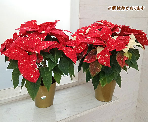 ポインセチア:スペルバニューグリッター5号鉢植え