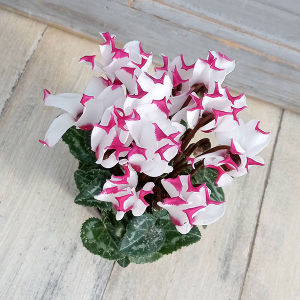 ブルーメ：鉢 (小) クリアー／花 レッド2客 クリアー•タン/花 白　各1客 園芸ネット本店｜シクラメン：ミニョン ホワイトビクトリア2号・鉢