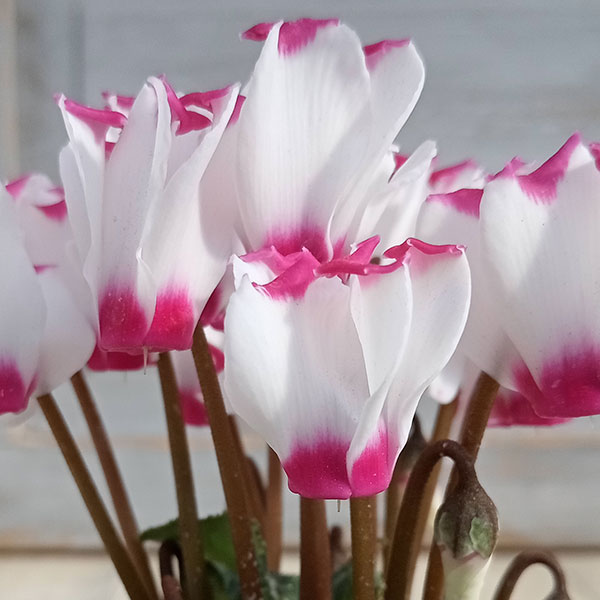 園芸ネット本店｜シクラメン：ミニョン ホワイトビクトリア2号・鉢