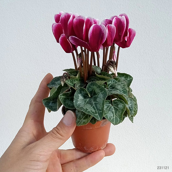 シクラメン:ミニョン スーパーベラノフジダークバイオレット2号ポット