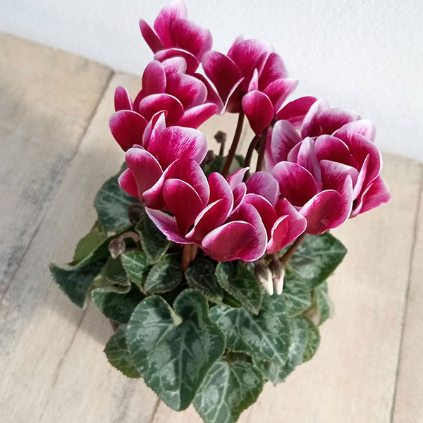 シクラメン:ミニョン スーパーベラノフジダークバイオレット2号ポット