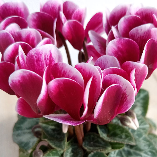 シクラメン:ミニョン スーパーベラノフジダークバイオレット2号ポット