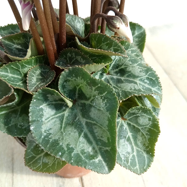 シクラメン:ミニョン スーパーベラノフジダークバイオレット2号ポット