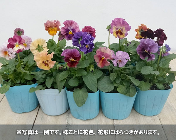 園芸ネット本店｜ビオラ：未完の華3号ポット 2株セット の通販【公式】