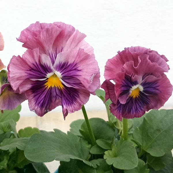 園芸ネット本店｜ビオラ：未完の華3号ポット 2株セット の通販【公式】