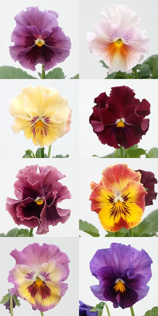 園芸ネット本店｜ビオラ：未完の華3号ポット 2株セット の通販【公式】