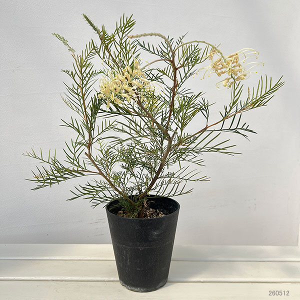 グレビレア:アイボリーホイップ 5号鉢植え