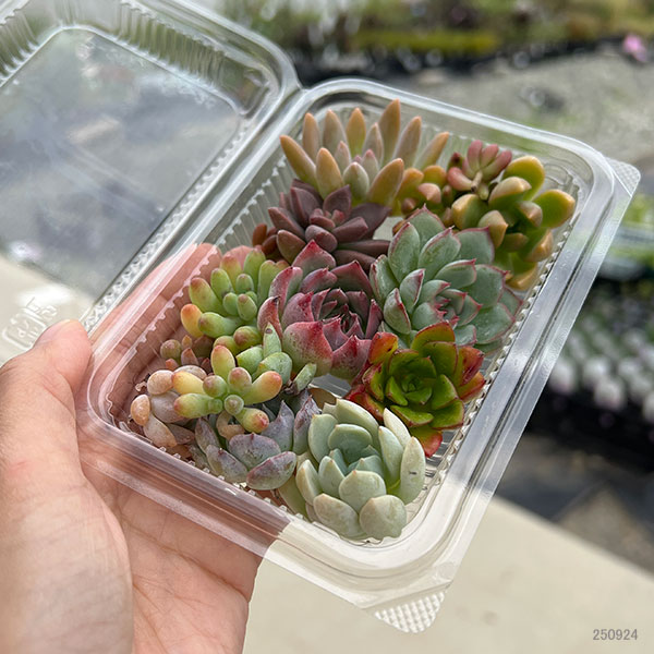 多肉植物切り芽（カット芽）2年もの紅葉　約12-15芽入りパッケージ
