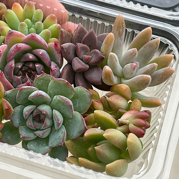 多肉植物切り芽（カット芽）2年もの紅葉　約12-15芽入りパッケージ