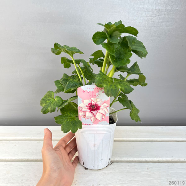 園芸ネット本店｜ラナンキュラス：サラセレネ ロクサス3.5-4号ポット