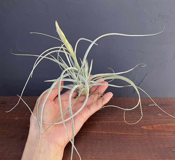 チランジア:T.ehlersiana sp clumps 子株