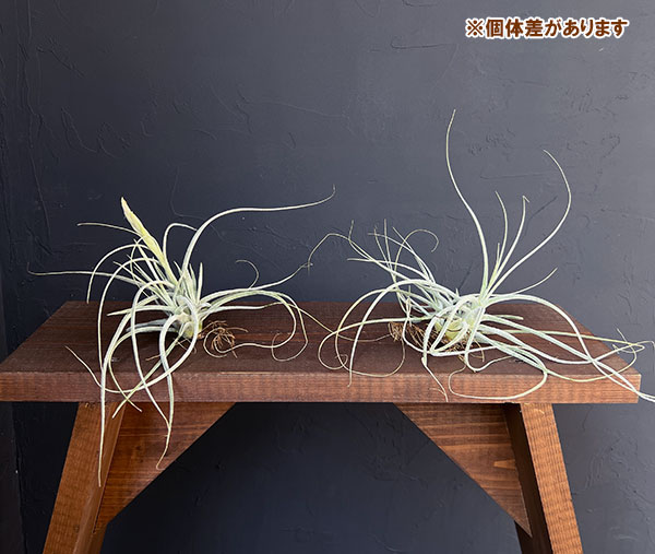 チランジア:T.ehlersiana sp clumps 子株
