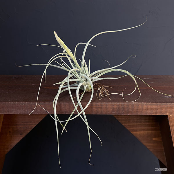 チランジア:T.ehlersiana sp clumps 子株