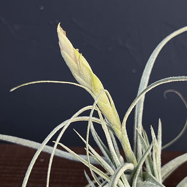 チランジア:T.ehlersiana sp clumps 子株