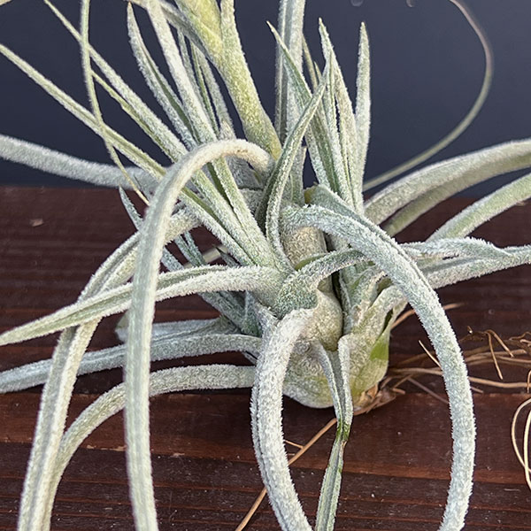 チランジア:T.ehlersiana sp clumps 子株
