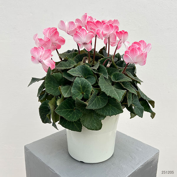 シクラメン（八重咲き）：ウインク シャワーレッド5号鉢植え