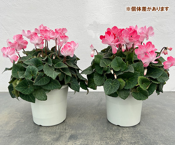 シクラメン（八重咲き）：ウインク シャワーレッド5号鉢植え