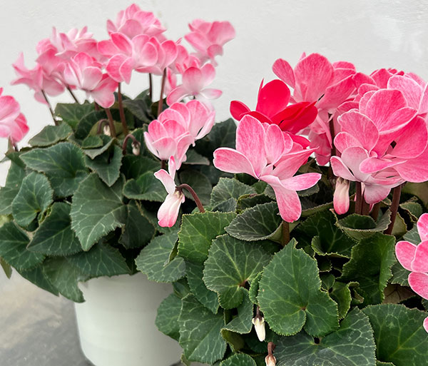 シクラメン（八重咲き）：ウインク シャワーレッド5号鉢植え